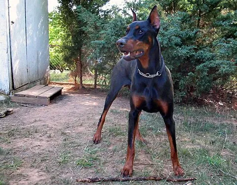 doberman pinscher: a large, domestic breed of dog originally bred as a watchdog, kept mainly as pets in modern times