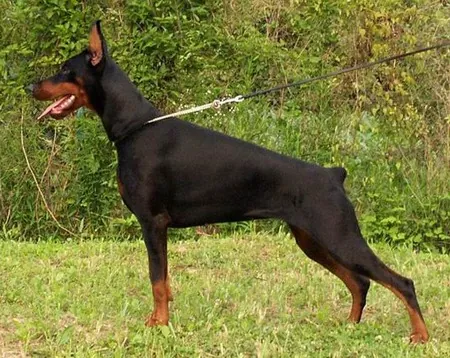 dobermann: a large breed of guard dog bred in Germany