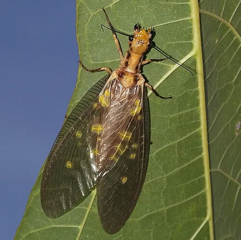 dobsonfly: any insect of the subfamily Corydalinae, whose males have long mandibles, found in the Americas and...
