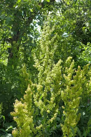 dock: any of the genus Rumex of coarse weedy plants with small green flowers related to buckwheat,...