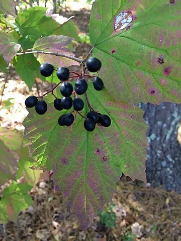 dockmackie: a viburnum of species Viburnum acerifolium, native to eastern North America