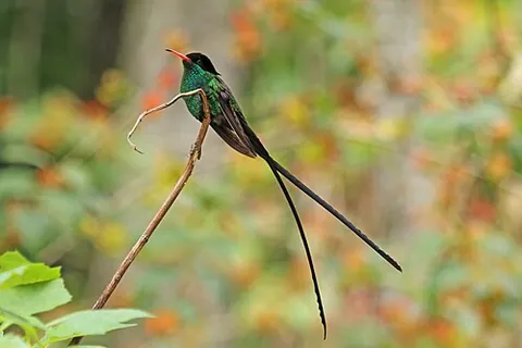 doctor bird: trochilus polytmus; a red-billed streamertail; scissor-tail hummingbird; scissors tail hummingbird...
