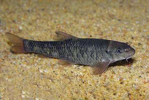 doctorfish: either of the fish Garra rufa and Cyprinion macrostomus, which feed on dead skin while leaving the...