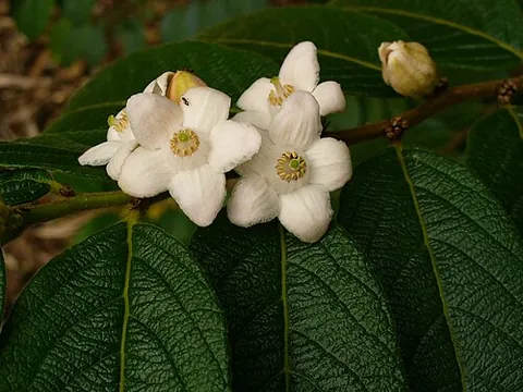 dodecandrian: of or relating to the Dodecandria; having twelve stamens, or from twelve to nineteen