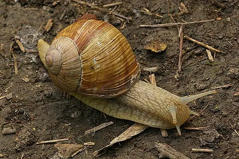 dodman: a land-based snail