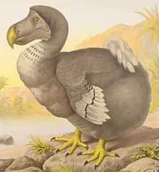 dodo: a large, flightless bird, †Raphus cucullatus, related to the pigeon, that is now extinct (since the...