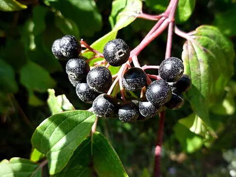 dog-cherry: the fruit of Cornus sanguinea