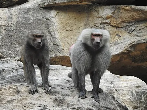 dog-faced baboon: a hamadryas baboon (Papio hamadryas)