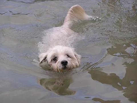 dog paddle: a swimming stroke in the style of a dog swimming