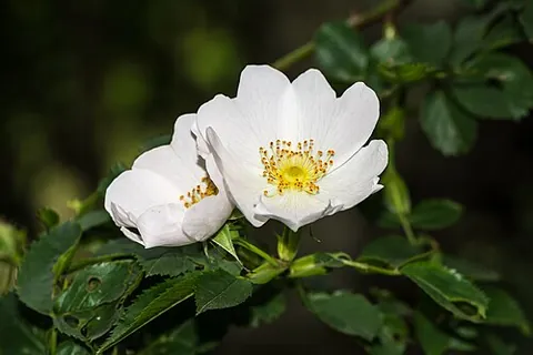 dog rose: a European wild rose shrub of species Rosa canina, having fragrant white or pink flowers and stems...