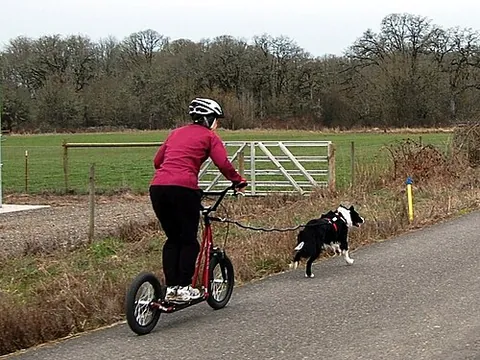 dog scooter: a wheeled chair or platform, similar in design to a kickscooter, designed to hold a human who is...