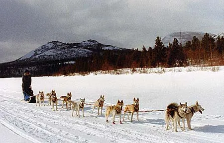 dog team: a team of dogs used to pull a dog sledge over ice and snow