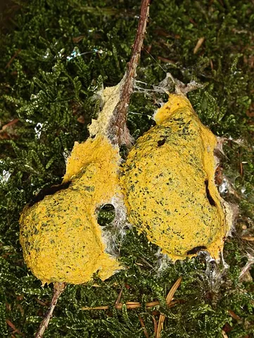 dog vomit slime mold: fuligo septica, a bright yellow slime mold
