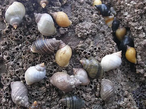 dog whelk: a carnivorous European mollusc, Nucella lapillus, found on rocky coasts