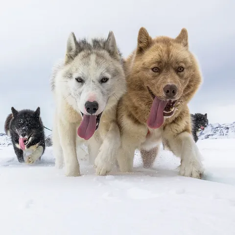 dog: a mammal of the family Canidae: