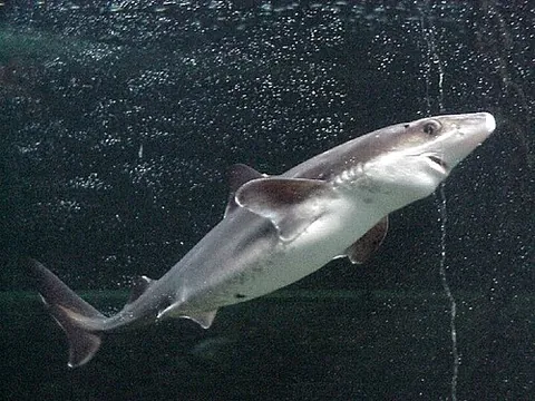 dogfish shark: any shark of the family Squalidae