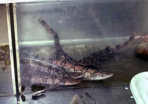 dogfish: any of various small sharks
