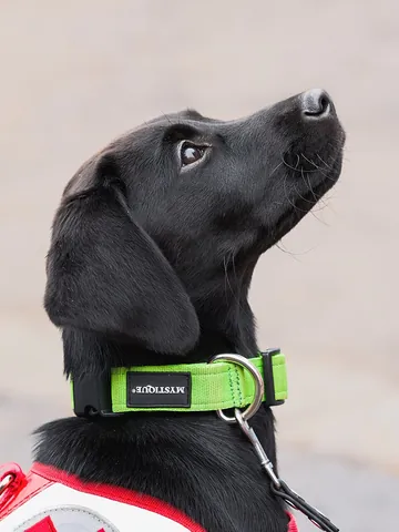 doggy: a dog, especially a small one