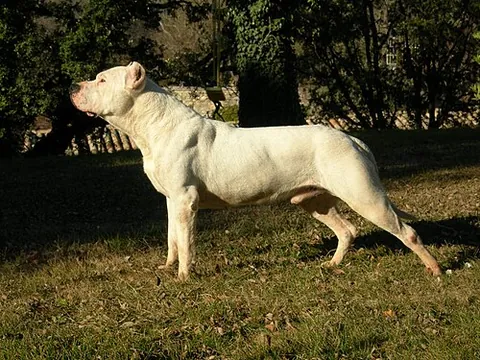 dogo argentino: a huge dog breed used in Argentina for big-game hunting which resembles a very large pitbull terrier