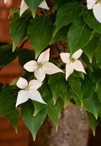dogwood: any of various small trees of the genus Cornus, especially the wild cornel and the flowering cornel