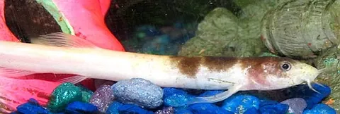 dojo loach: misgurnus anguillicaudatus, a freshwater fish of east Asia, the pond loach