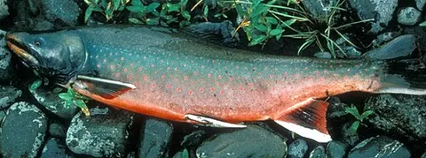 dolly varden trout: a salmonid fish, Salvelinus malma, native to cold-water tributaries of the Pacific Ocean in Asia...