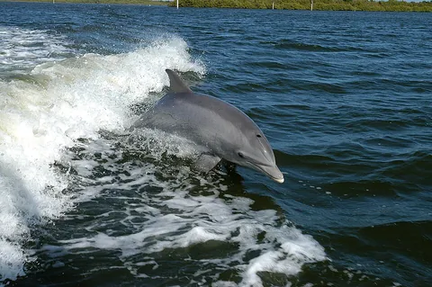 dolphin: a carnivorous cetacean, typically with a beak-like snout, famed for their intelligence and...