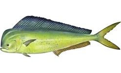 dolphinfish: a large food and game fish of the Coryphaenidae family which is commonly found in tropical and...