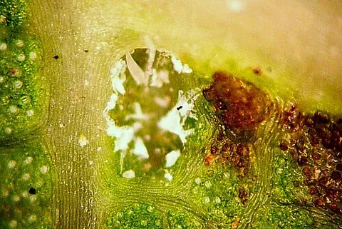 domatium: a chamber produced by a plant in which insects, mites, or fungi live