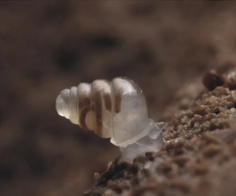 domed land snail: a small cave-dwelling land snail of species Zospeum tholussum (family Carychiidae), discovered in...