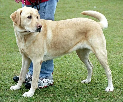 domestic dog: the species Canis familiaris (sometimes designated Canis lupus familiaris), domesticated for...