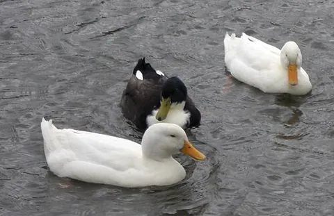 domestic duck: the domesticated subspecies or form of mallard, sometimes Anas platyrhynchos domesticus or Anas...