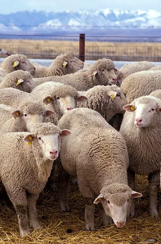 domestic sheep: ovis aries, domesticated sheep kept as livestock