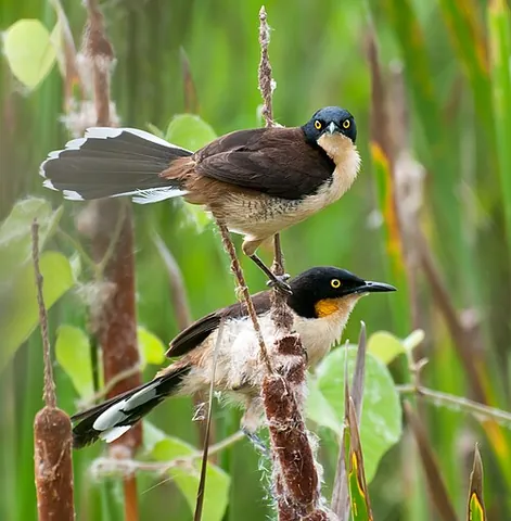 donacobius: a monotypic passerine bird of tropical South America, Donacobius atricapilla, also known as the...