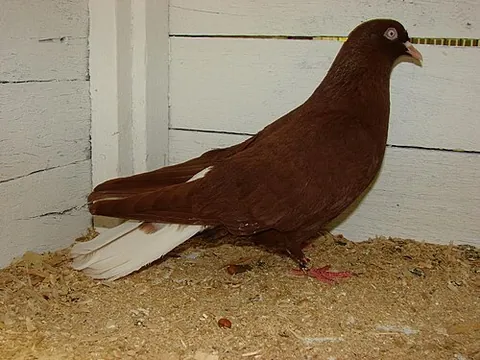 donek: a breed of fancy pigeon