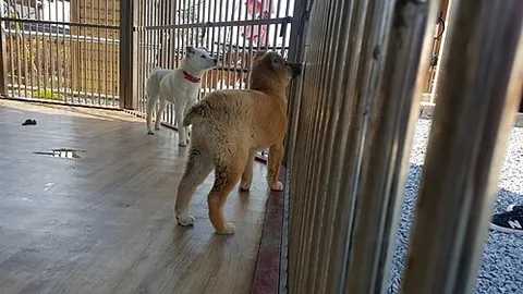 donggyeongi: a naturally bobtailed dog breed that originated in Korea, currently endangered