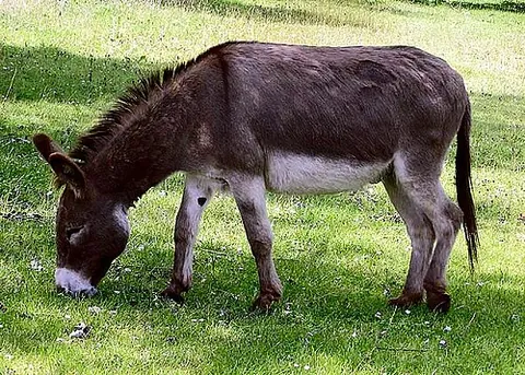 donkey: a domestic animal, Equus asinus asinus, similar to a horse