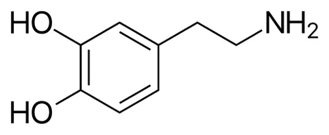 dopamine: a monoamine C₈H₁₁NO₂ that is a decarboxylated form of dopa, present in the body as a...