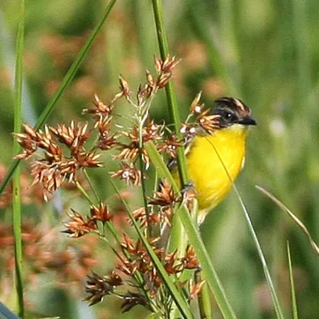 doradito: any of several passerine birds with yellow underparts in the genus Pseudocolopteryx, found in South...
