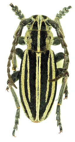 dorcadion: any longhorn beetle of the genus Dorcadion