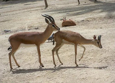 dorcas gazelle: gazella dorcas, a gazelle native to northern Africa and western Asia