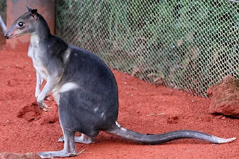 dorcopsis: any wallaby of the genus Dorcopsis