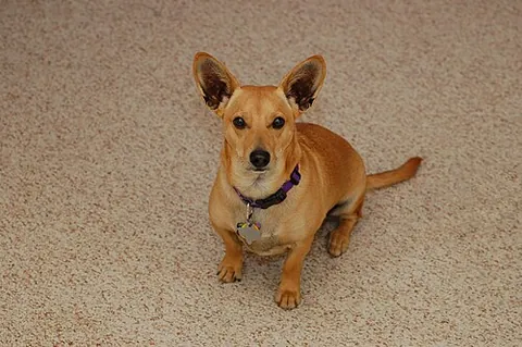 dorgi: a crossbreed dog resulting from the breeding of a dachshund and a corgi