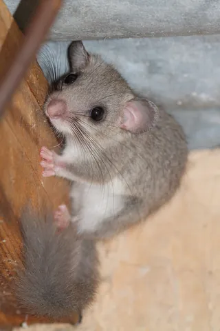 dormouse: any of several species of small, mostly European rodents of the family Gliridae