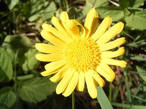 doronicum: any of several plants of the genus Doronicum, including some called leopardsbane