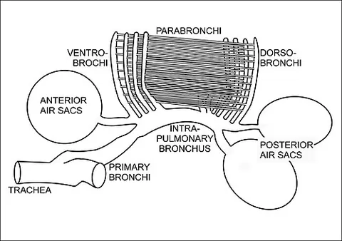 dorsobronchus: any of several tubes in the avian respiratory system which transport air from one of the...