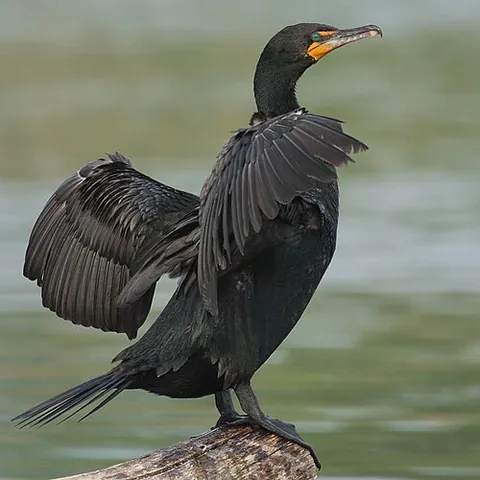 double-crested cormorant: a waterbird in the cormorant family, Nannopterum auritum or Phalacrocorax auritus, found in much of...