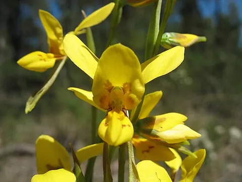 doubletail: any of a number of orchids of the genus Diuris; donkey orchids