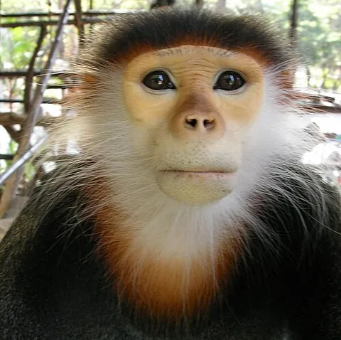 douc: a colobine Old World monkey, making up the genus Pygathrix