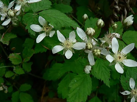 douglas berry: rubus ursinus, a blackberry or dewberry species and its fruit